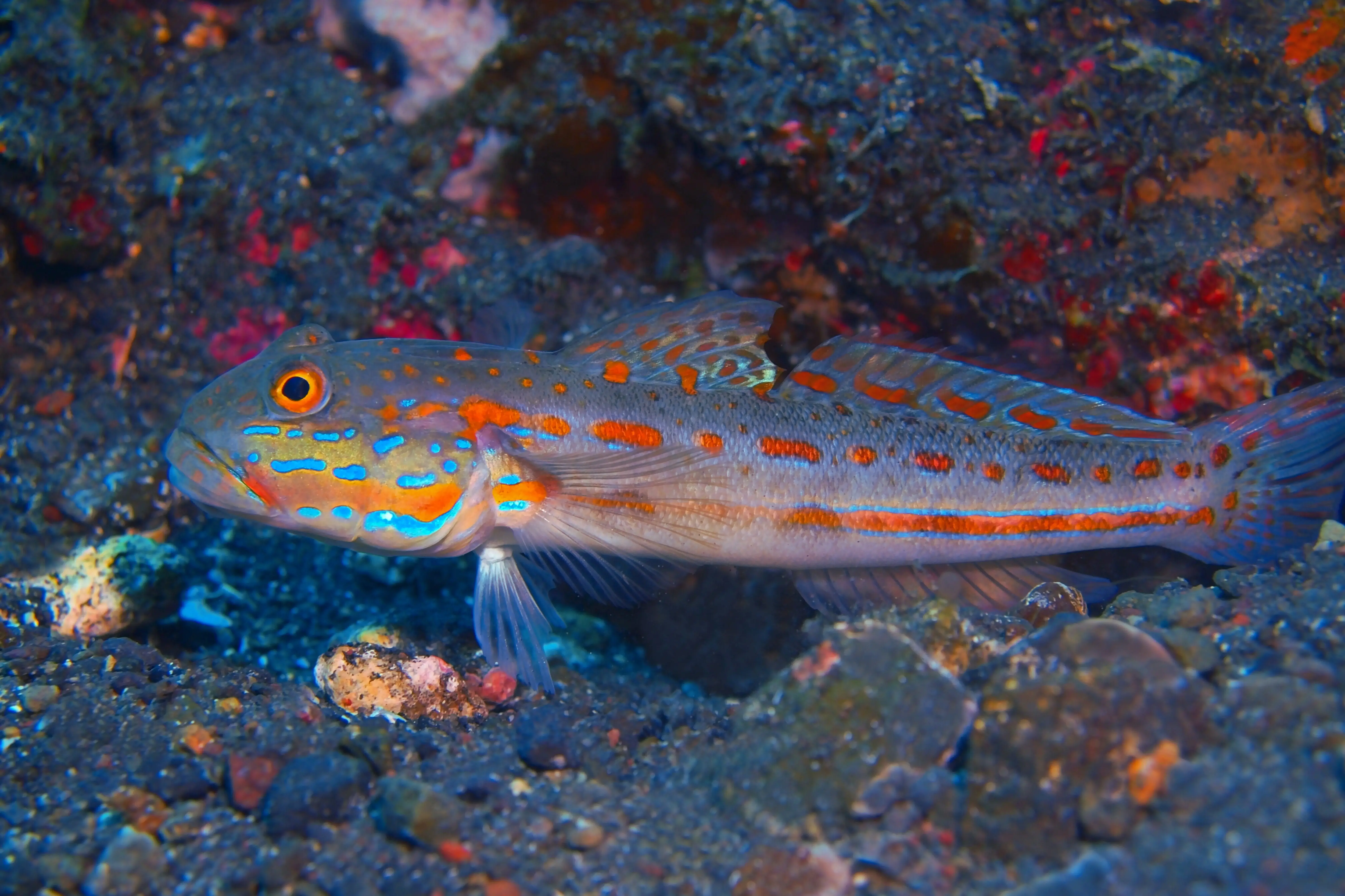 Diamond Goby